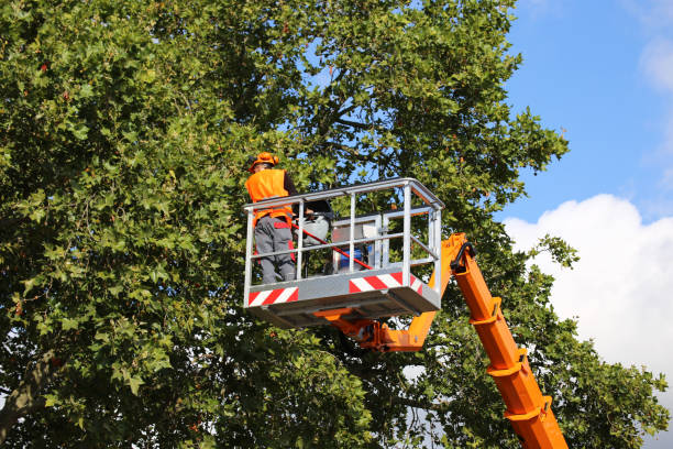 Reliable Lorain, OH Tree Services Solutions