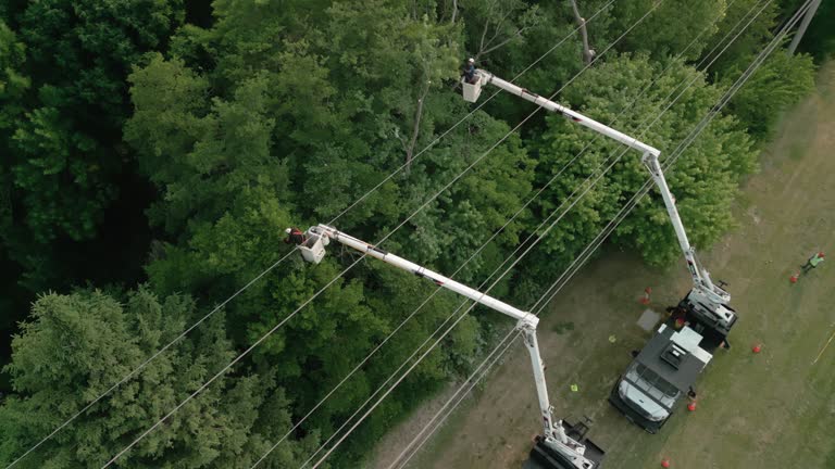 How Our Tree Care Process Works  in  Lorain, OH